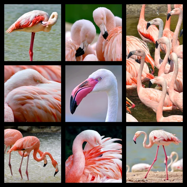 Mosaico fotos de flamingos — Fotografia de Stock