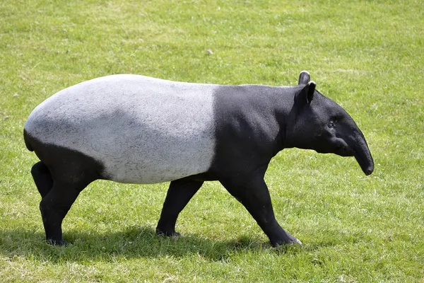Tapir malaio andando na grama — Fotografia de Stock