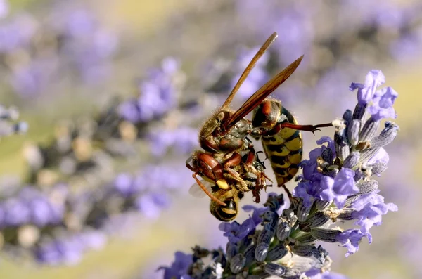 Hornet comer abeja — Foto de Stock