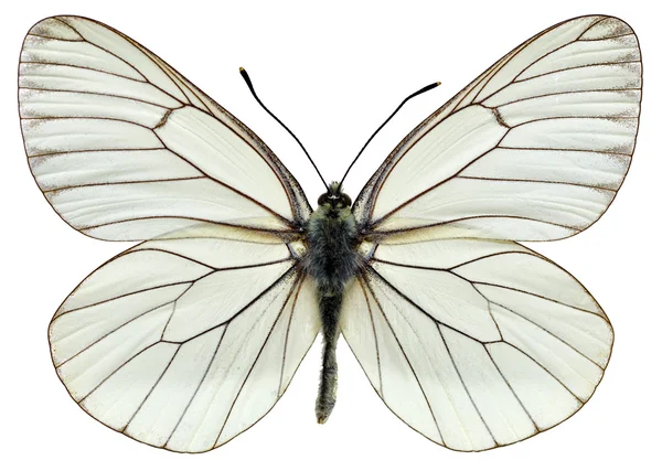 Siyah damarlı yalıtılmış beyaz kelebek — Stok fotoğraf