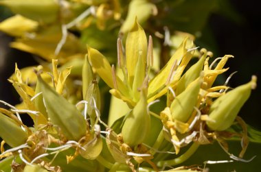 closeup büyük sarı yılan otu