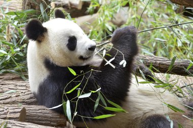 dev panda bambu yiyor.