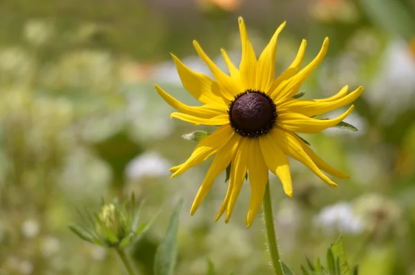 Single coneflower — Stock Photo, Image