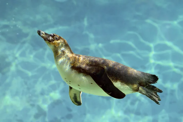 Пингвин Гумбольдта под водой — стоковое фото