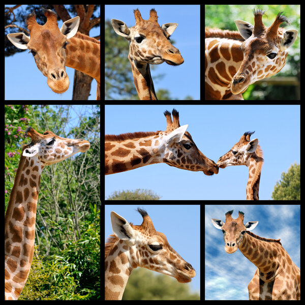 Multiple photos of giraffes