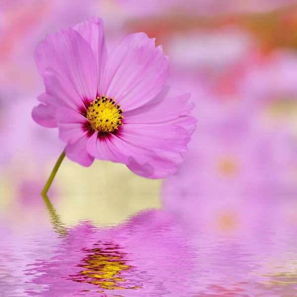 Closeup of pink cosmos flower above the water — Stock Photo, Image