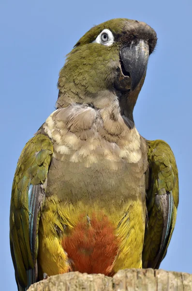 Retrato Papagaio Burrowing — Fotografia de Stock