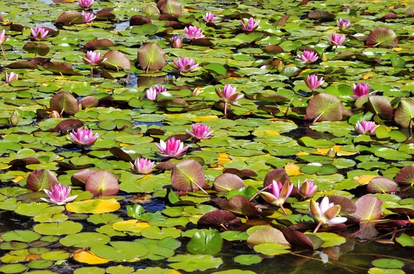 Blooming of water lilies in pond — Stock Photo, Image