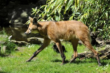 çimenlerin üzerinde yürüyüş yeleli kurt