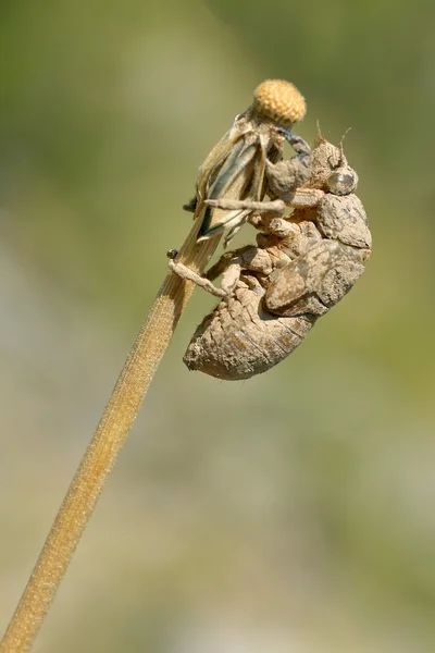 Exuvia cikáda — Stock fotografie