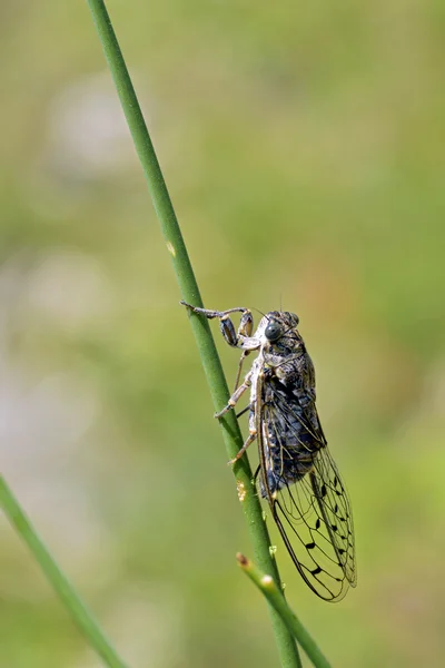 Cicada sur herbe — Photo