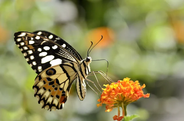 Lime butterfly feeding on flower — Stock Photo, Image