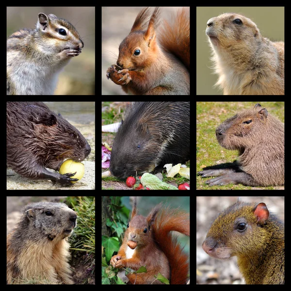 Mosaico fotos de roedores Fotografia De Stock