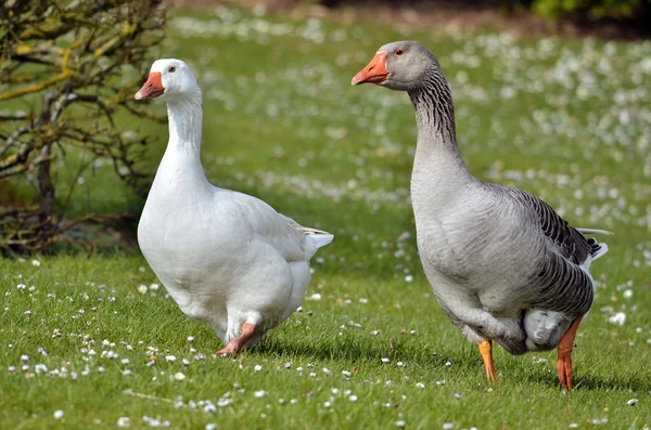 Gänse laufen auf Gras — Stockfoto