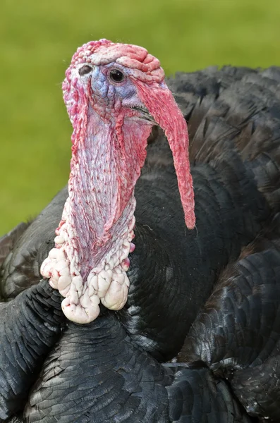 Portrait turkey — Stock Photo, Image