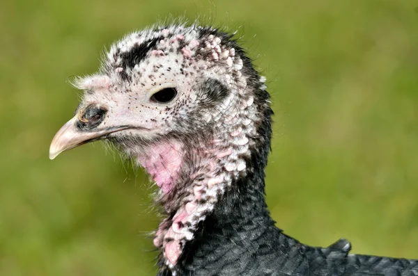 Retrato pavo hembra —  Fotos de Stock