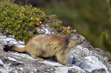 kaya Alp Dağ sıçanı