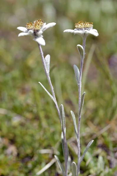 Deux fleurs alpines edelweiss — Photo