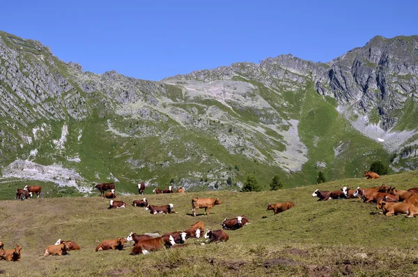 Krowy w Alpach Francuskich — Zdjęcie stockowe