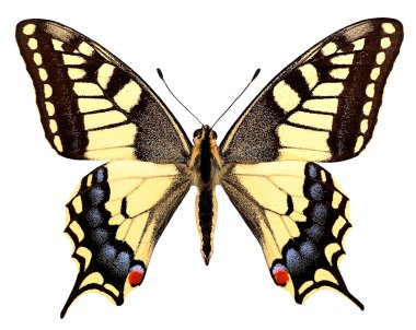 izole swallowtail kelebek