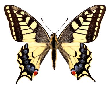 Isolated swallowtail butterfly clipart