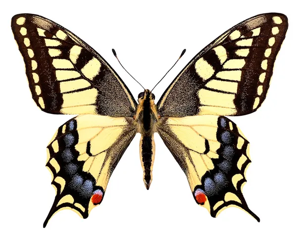 Izole swallowtail kelebek — Stok fotoğraf