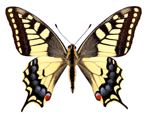 Isolated swallowtail butterfly Royalty Free Stock Images