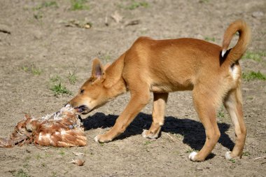 Dingo yeme kümes hayvanları