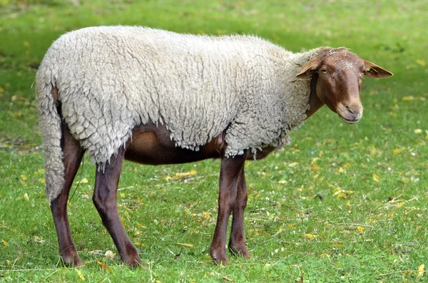 Sheep on grass — Zdjęcie stockowe