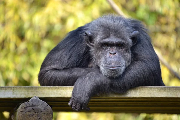 Retrato de chimpancé — Foto de Stock