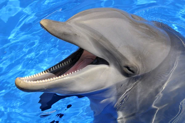 Head of  bottlenose dolphin — Stock Photo, Image