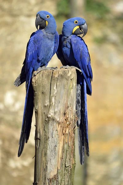 Two Hyacinth macaws — Stock Photo, Image