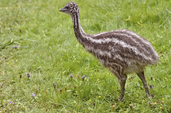 Młody emu na trawie — Zdjęcie stockowe