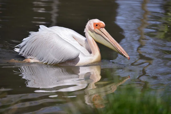 Pelícano blanco en el agua — Foto de Stock