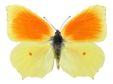 izole Kleopatra kelebek