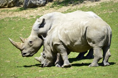 iki beyaz gergedan çim