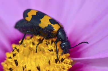 Makro mylabris böceği çiçek