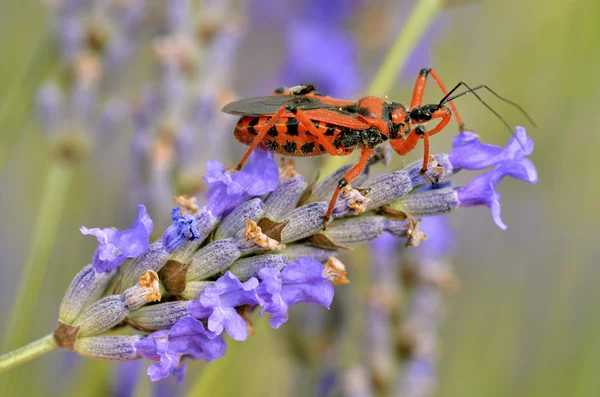 Assassin bug on lavender — Stock Photo, Image