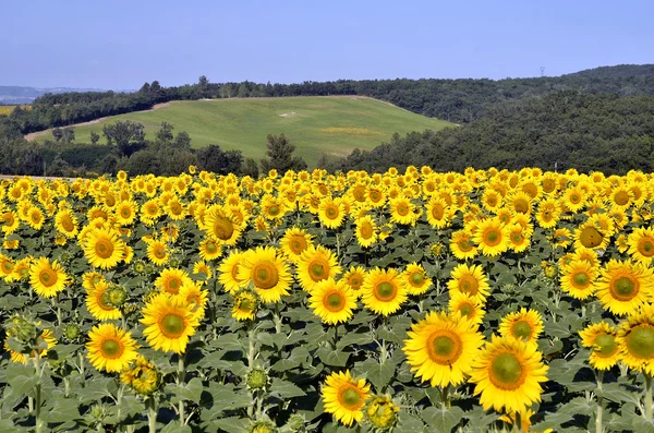 Sunflower field — Stock Photo, Image