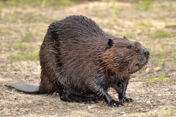 Noord-Amerikaanse beaver op grond — Stockfoto