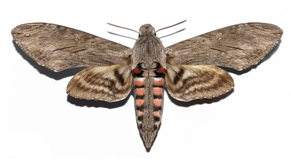 Изолированная бабочка ястреба-мотылька — стоковое фото