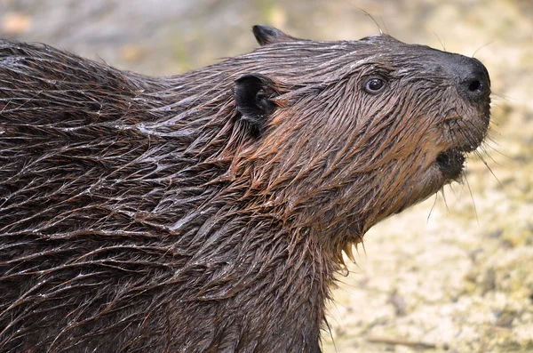Portret van Noord-Amerikaanse beaver — Stockfoto