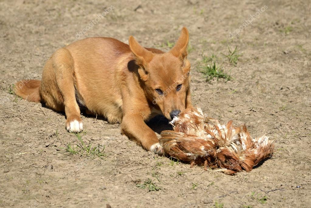 Dingo Eating Fowl Stock Photo Christian 46229615 dingo-eating-fowl-stock-photo-christian-46229615