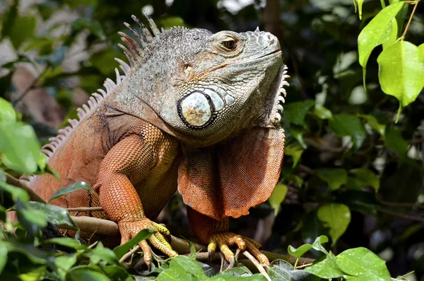 Porträt des grünen Leguans — Stockfoto