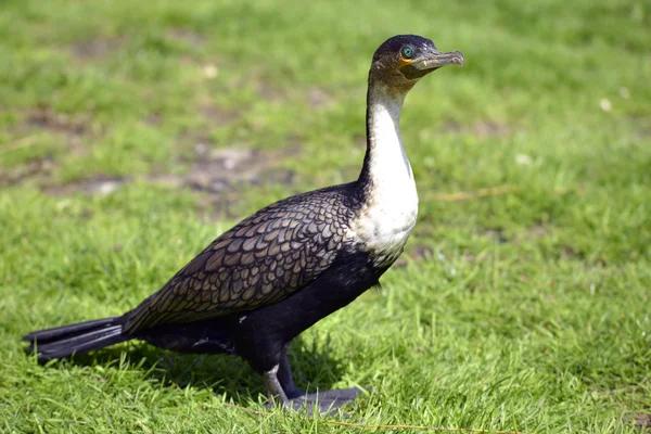 Biały-Kormoran na trawie — Zdjęcie stockowe