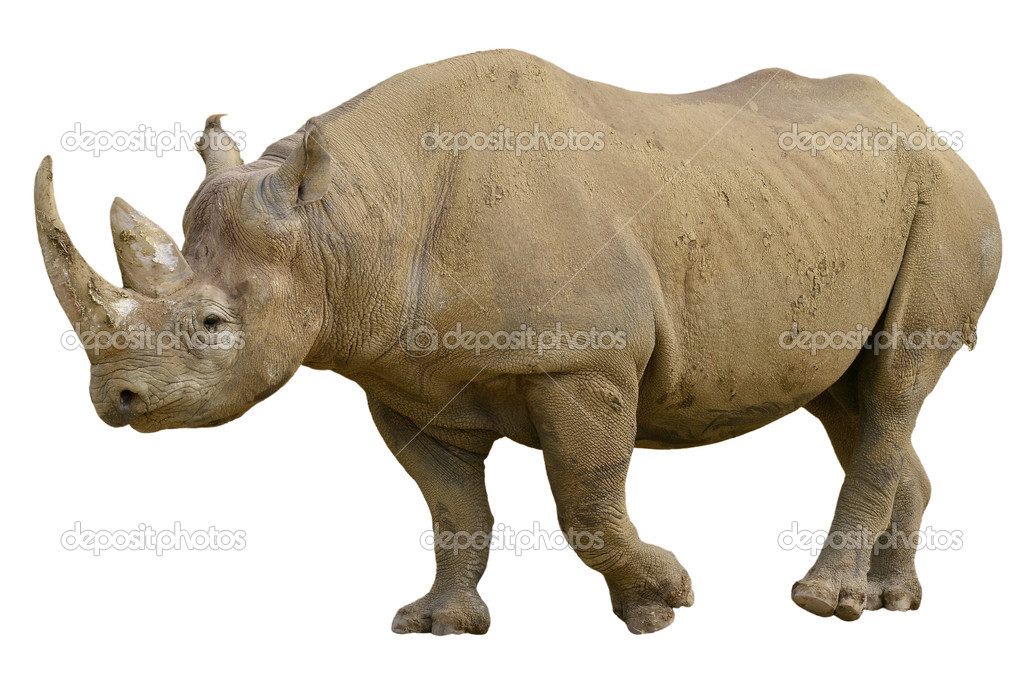 Isolated black rhinoceros