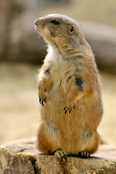 Black-tailed Prairie Dog standing on trunk — Stock Photo, Image