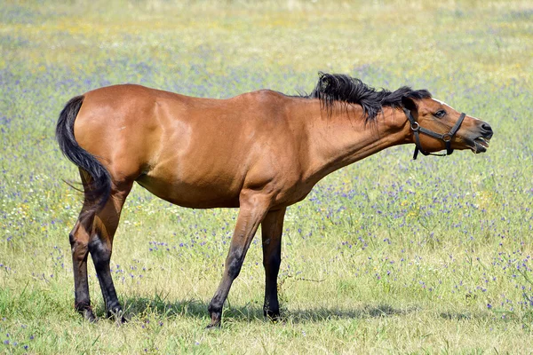 Horse neighing — Stock Photo, Image