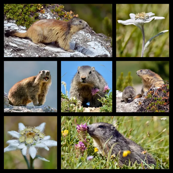 Fotos Mosaik Alpenmurmeltiere und Edelweiß — Stockfoto