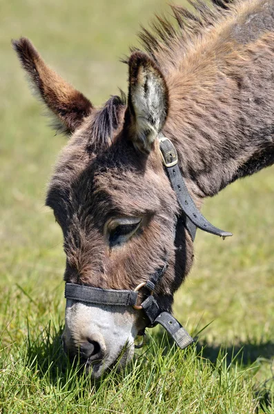 Portrait of donkey grazing — Stock Photo, Image